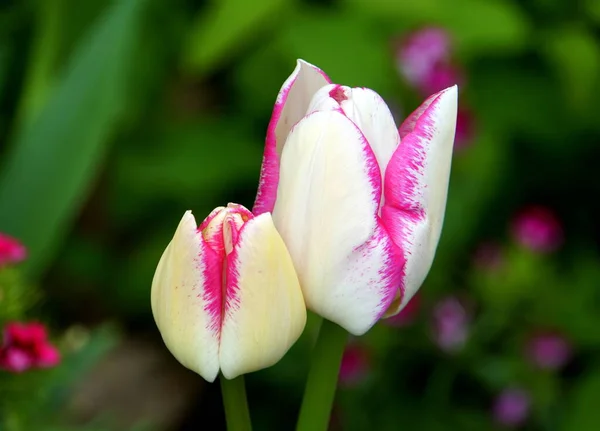 Beautiful White Pink Tulip Flowers — Stock Photo, Image