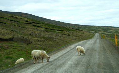 Kuzeydoğu İzlanda yakınlarındaki toprak yolda yürüyen keçiler