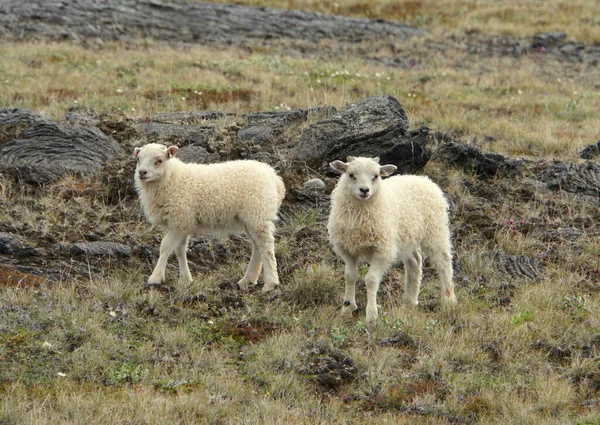 Islandská Koza Poli Islandu Během Léta — Stock fotografie