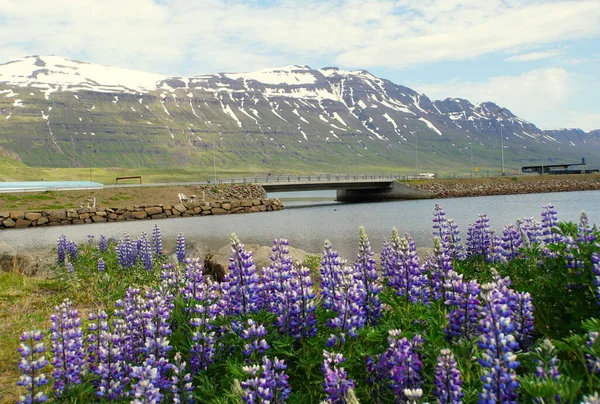 夏にはアイスランドのセイディフォールドゥール近くの雪の山と紫色のラピンの花を見下ろす町を結ぶ橋の景色 — ストック写真