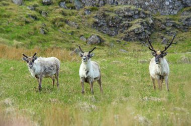 Wild reindeer herds on a field near East Fjords, Iceland in the summer clipart