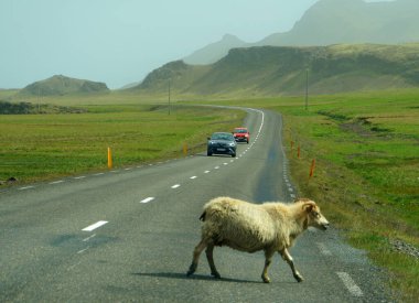 Yaz boyunca İzlanda, doğu fiyortları yakınlarındaki trafiğin önünden geçen vahşi bir keçi.