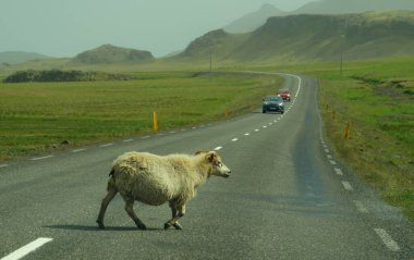 Yaz boyunca İzlanda, doğu fiyortları yakınlarındaki trafiğin önünden geçen vahşi bir keçi.