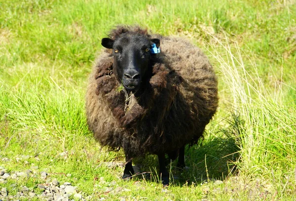 Dunkelbraune Schafe Mit Markiertem Ohr Auf Einer Wiese Island — Stockfoto