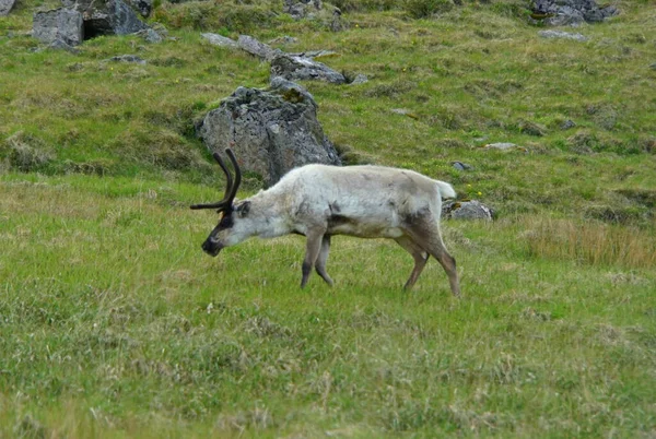 Egy Vadrénszarvas Füvet Eszik Kelet Fjordok Közelében Izlandon Nyáron — Stock Fotó