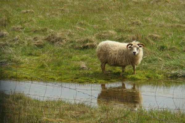 Een Ijslandse Geit Het Grasveld Met Reflectie Vijver Tijdens Zomer — Stockfoto