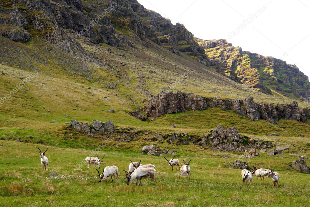 The far view of wild reindeer herds by the mountains near East Fjords, Iceland during the summer