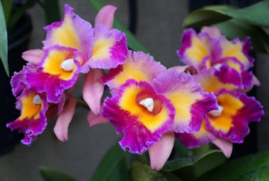 Güzel açık mor ve sarı sığır orkidesi çiçekleri