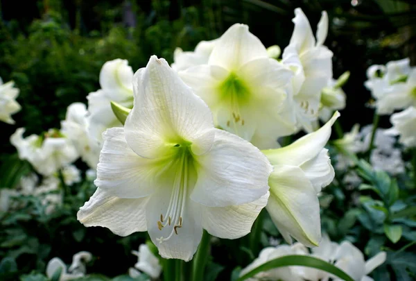 Close Das Flores Brancas Amaryllis Plena Floração — Fotografia de Stock