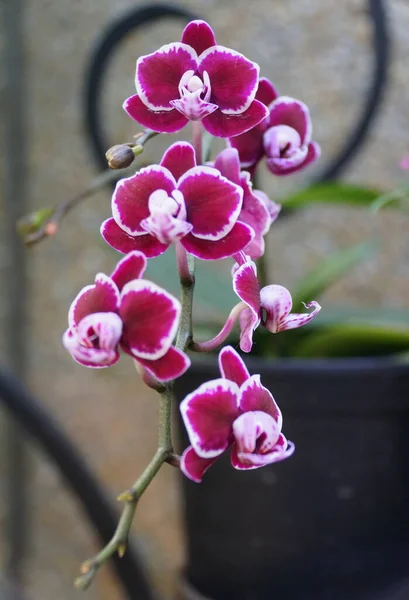 Крошечные Фиолетовые Белые Красные Орхидеи Miltoniopsis — стоковое фото