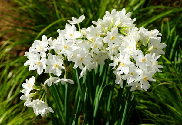 Schöne Papierweiße Narzisse Nir Eine Duftende Blumenzwiebeln — Stockfoto