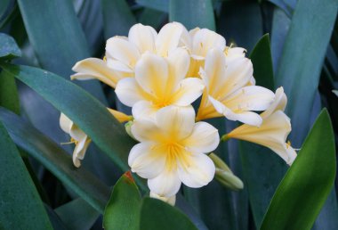 Güzel açık sarı küme Clivia tropikal çiçekleri