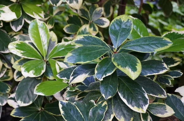 Uuden Seelannin Vihreät Lehdet Karakanut Variegatus Puu — kuvapankkivalokuva