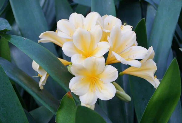 Güzel Açık Sarı Küme Clivia Tropikal Çiçekleri — Stok fotoğraf