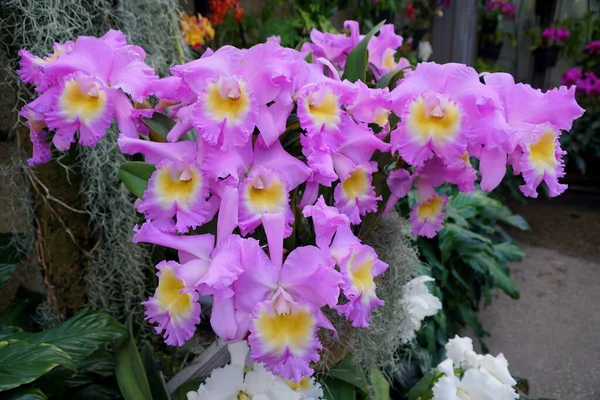 Светло Фиолетовый Желтый Цвет Гавайских Орхидей Флорида Зима — стоковое фото