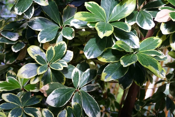 Green Leaves New Zealand Karakanut Variegatus Tree — Stock Photo, Image
