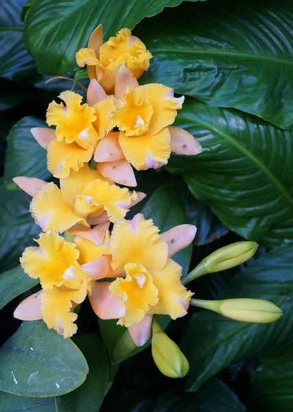 Color Naranja Claro Amarillo Las Orquídeas Brassolaelio Cattleya Golden Tang — Foto de Stock