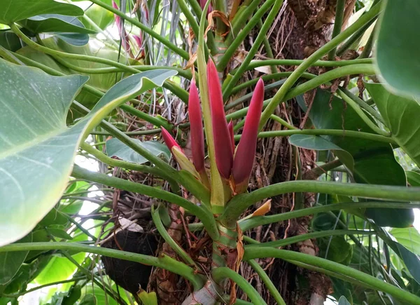 Czerwone Młode Liście Philodendron Tropikalnej Rośliny Winorośli — Zdjęcie stockowe