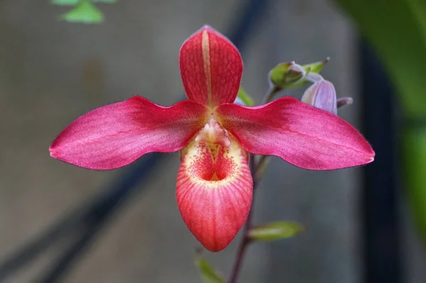 Primer Plano Del Color Rojo Flor Paphiopedilum Orquídea —  Fotos de Stock