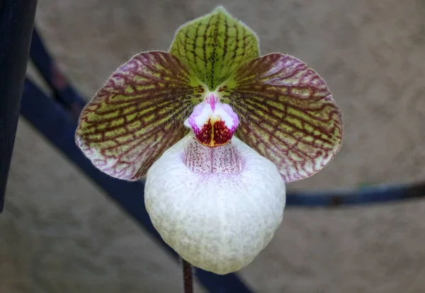 Primer Plano Del Bicolor Flor Paphiopedilum Orquídea —  Fotos de Stock