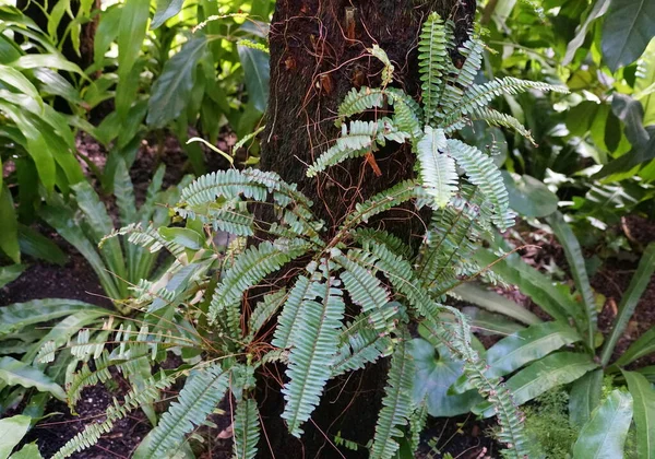 Samambaias Selvagens Crescendo Árvore Floresta — Fotografia de Stock