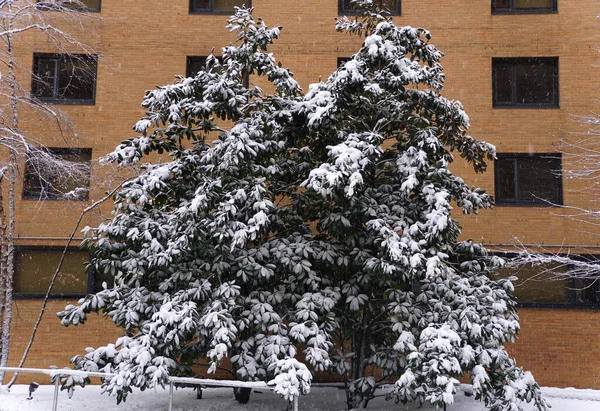 Árbol Con Grandes Hojas Cubiertas Hielo Después Una Tormenta Nieve —  Fotos de Stock