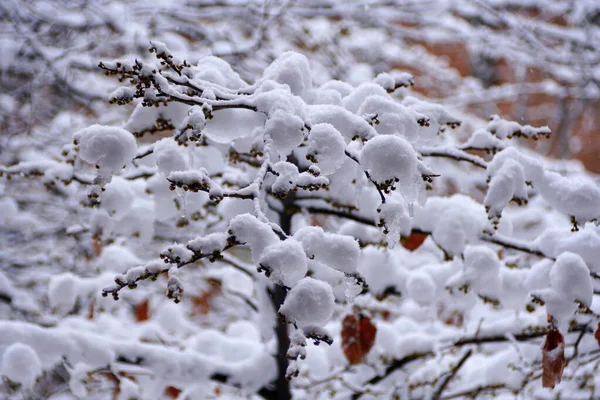美国宾夕法尼亚州费城附近的一棵树 在一场暴风雪之后被冰覆盖 — 图库照片
