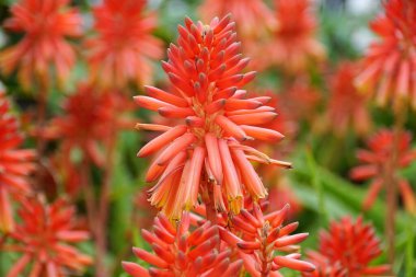 Aloe vera çiçeklerinin güzel kırmızı renklerini kapat