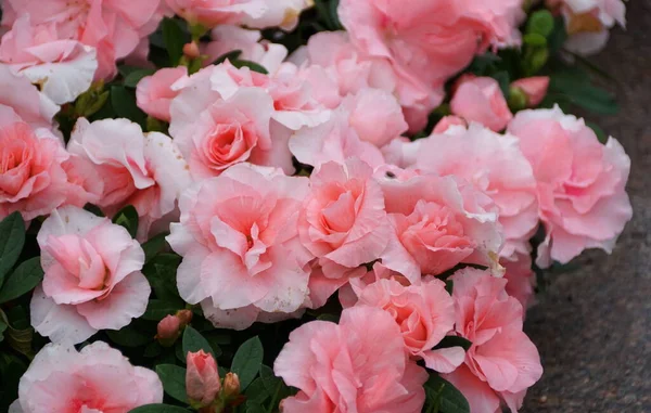 Hermosas Flores Color Rosa Claro Azalea Híbrida Rozalea — Foto de Stock