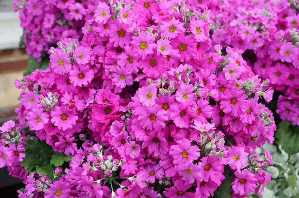 Beautiful Light Purple Color Primrose Prima Lilac Flowers — Stock Photo, Image