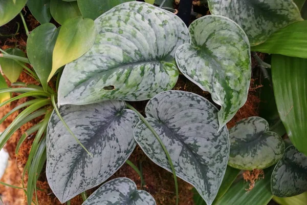 Green White Leaves Painted Ivy Arum Argyraeus Plants — Stock Photo, Image