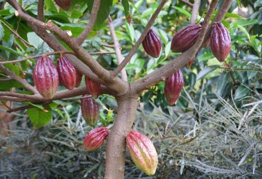 Ağaçtaki kahverengi kakao meyvelerini yakın.