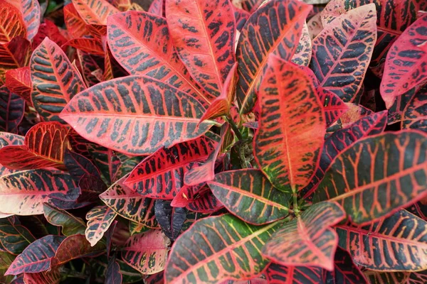 Λαμπερά Κόκκινα Φύλλα Των Τροπικών Φυτών Croton Norma — Φωτογραφία Αρχείου
