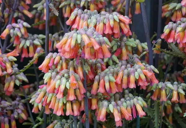 ストーンクロップ科植物からの母の数千の花のオレンジの色 — ストック写真