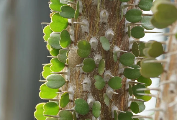 Close Alluaudia Procera Cactus Deciduous Succulent Plant Species Madagascar — Stock Photo, Image