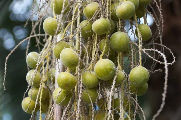 Aglomerado Frutas Verdes Big Blue Hesper Palm — Fotografia de Stock