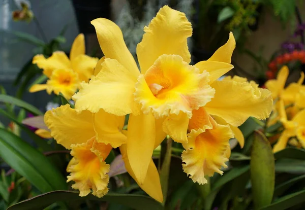 Красивый Желтый Цвет Brassolaeliocattleya Орхидей Золотые Пески Elizabeth — стоковое фото