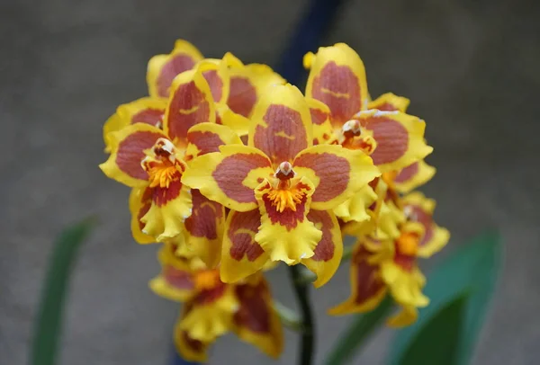 Nahaufnahme Der Trauben Roter Und Gelber Tigerorchideenblüten — Stockfoto