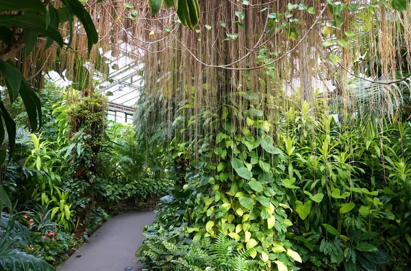 Path Variety Tropical Green Plants Trees — Stock Photo, Image