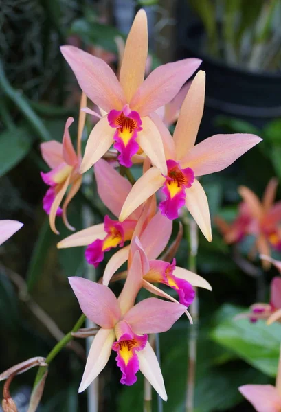 Schöne Rosa Und Lila Epidendrum Orchideen Voller Blüte — Stockfoto