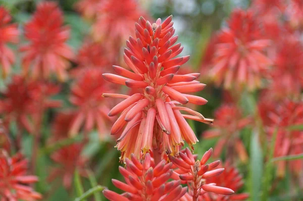 Zblízka Krásné Červené Barvy Aloe Vera Květin — Stock fotografie
