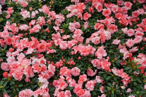 Propagation Belles Fleurs Rose Clair Hybride Azalea Rozalea — Photo