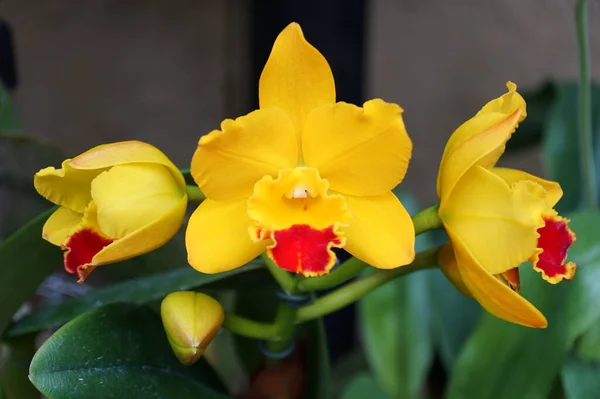 Schöne Gelbe Und Rote Cymbidium Orchideenblüten Voller Blüte — Stockfoto