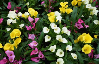 Beyaz, sarı ve pembe zambak çiçeklerinin güzel karışık renkleri.