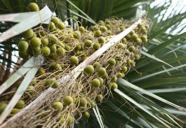 Büyük Mavi Hesper Palm 'ın yeşil meyveleri.