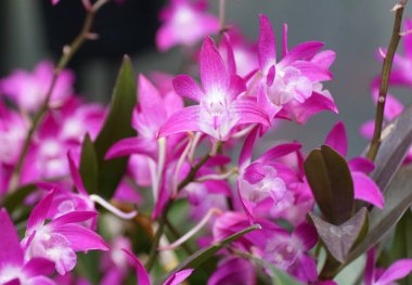 Küçük orkide çiçeklerinin güzel açık mor rengi