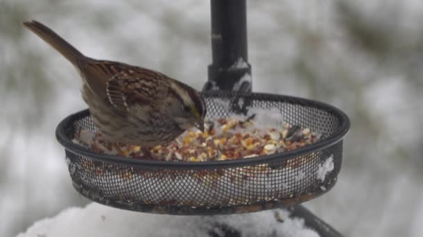 Fringuello Casa Topo Trapuntato Pulcino Che Mangia Semi Sull Alimentatore — Video Stock