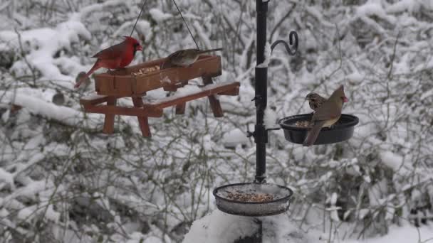 Cardinale Fringuello Domestico Topo Cespugliato Pulcino Che Mangia Semi Sull — Video Stock