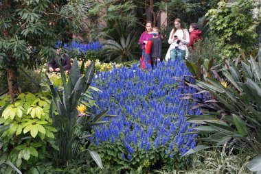 Kenneth Square, Pennsylvania, ABD - 6 Şubat 2021 - Mavi koleus çiçekleriyle güzel tropikal manzaranın tadını çıkaran maskeli ziyaretçiler