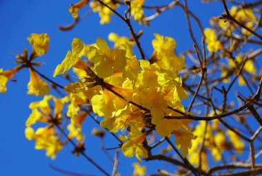 Tabebuia Aurea 'nın güzel sarı çiçekli ağaçları.